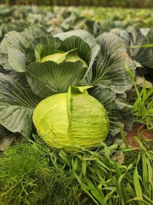 Капуста Марконі/ Marconi F1,  2500 семян. (Syngenta) Капуста Марконі/ Marconi F1,  2500 семян. (Syngenta)