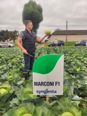 Капуста Марконі/ Marconi F1,  2500 семян. (Syngenta)