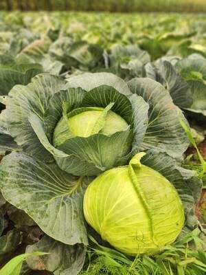 Капуста Маркони/ Marconi F1 2500 нас.  (Syngenta)