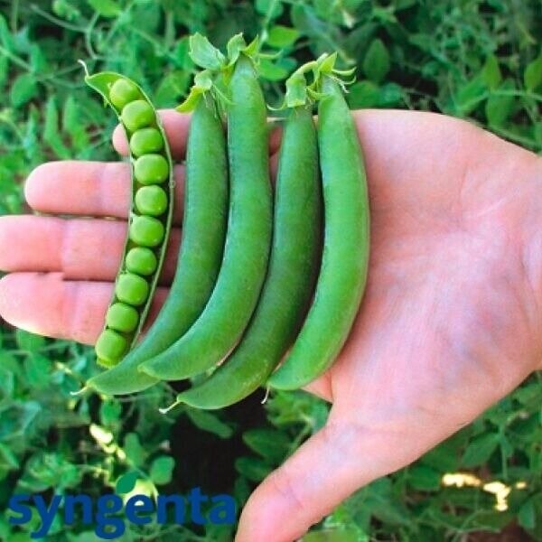 Горох овочевий Олінда 100 000 нас. (Syngenta) Горох овочевий Олінда 100 000 нас. (Syngenta)