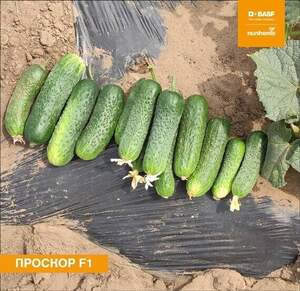 Огірок Проскор/ Proscore F1,  1000 насінин, (Nunhems)