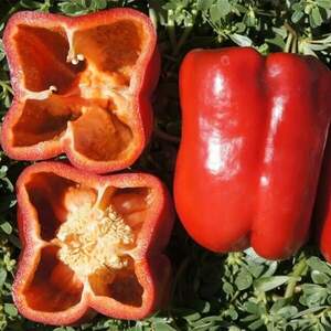 Перець Рікардо F1,  1000 насінин (Nunhems)