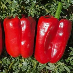 Перец Рикардо F1 50 семян. (Nunhems)