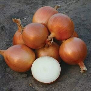 Лук Аиросо F1/ Airoso 100 000 семян. (Nunhems)