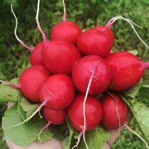 Редиска Саріта/ Sarita F1  250 г (Enza Zaden)