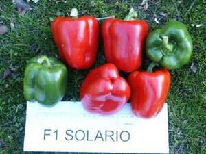 Перець  Соларіо/ Solario F1   1000 нас. (CLAUSE)