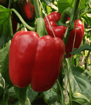 Перець  Соларіо/ Solario F1   1000 нас. (CLAUSE)