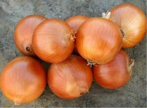 Цибуля-саджанка озима Торнадо 0,5 кг Netherlands